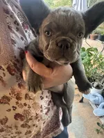 Misty, a female French Bulldog for sale in Moreno Valley, CA – 2 of 2
