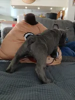 Rocky, a male French Bulldog for sale in Moreno Valley, CA – 2 of 3