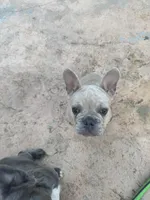 Glenn, a male French Bulldog for sale in Moreno Valley, CA – 5 of 6