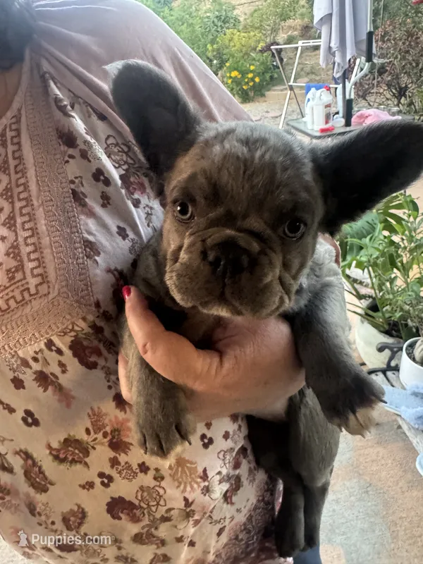 Misty – French Bulldog puppy for sale in Moreno Valley, CA