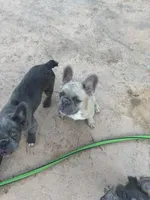 Puggs, a female French Bulldog for sale in Moreno Valley, CA – 3 of 4