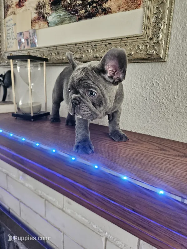 Rocky – French Bulldog puppy for sale in Moreno Valley, CA