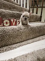 Glenn, a male French Bulldog for sale in Moreno Valley, CA – 2 of 2
