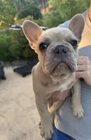 Glenn, a male French Bulldog for sale in Moreno Valley, CA – 2 of 6