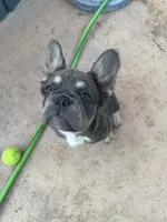 Bulldozer , a male French Bulldog for sale in Moreno Valley, CA – 2 of 4