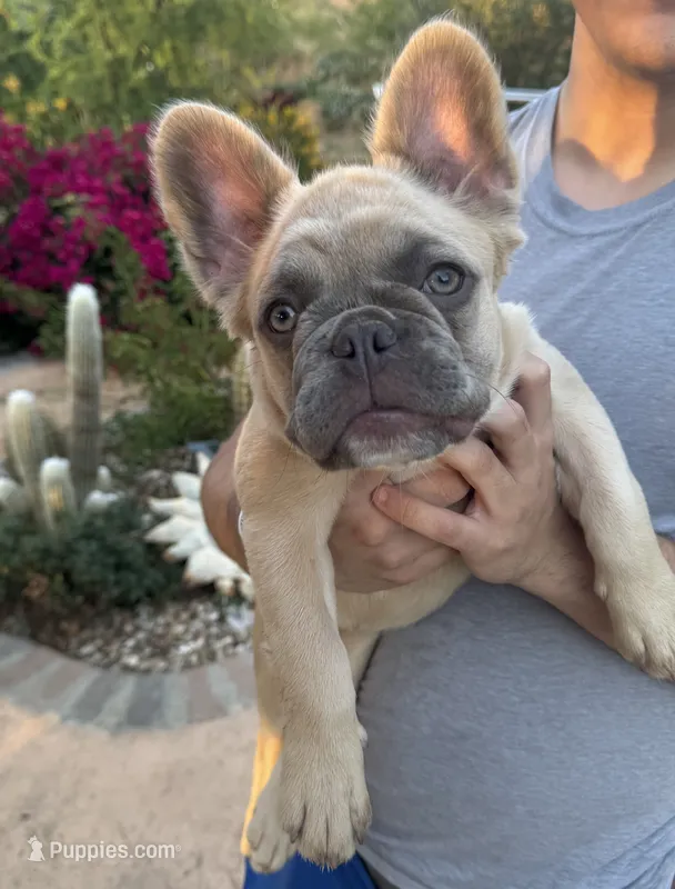 Puggs – French Bulldog puppy for sale in Moreno Valley, CA