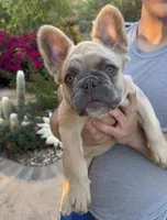 Puggs, a female French Bulldog for sale in Moreno Valley, CA – 1 of 4