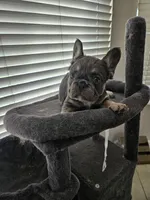 Bulldozer , a male French Bulldog for sale in Moreno Valley, CA – 2 of 2