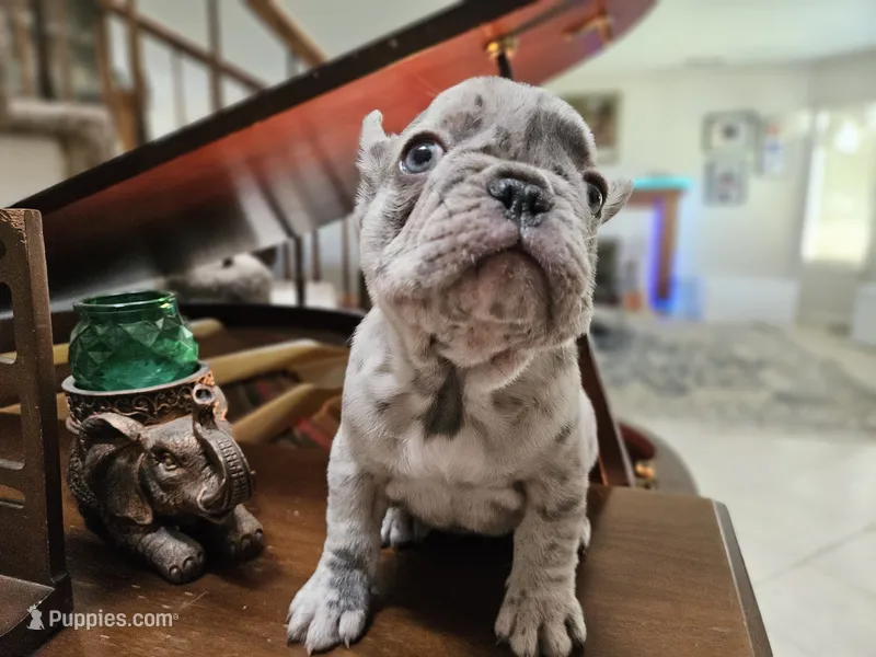 Seal – French Bulldog puppy on hold in Moreno Valley, CA