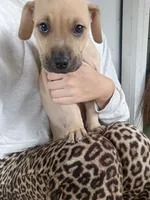 Blacknose Male, a male American Pit Bull Terrier and Labrador Retriever for sale in Rochester, NY – 9 of 9