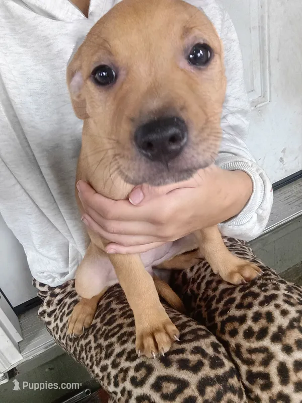 Blacknose Female – American Pit Bull Terrier, Labrador Retriever puppy for sale in Rochester, NY
