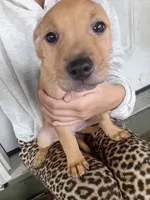 Blacknose Female, a female American Pit Bull Terrier and Labrador Retriever for sale in Rochester, NY – 5 of 6