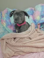 Nova, a female American Pit Bull Terrier and Cane Corso for sale in Rochester, NY – 3 of 4