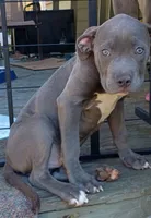 Kano, a male American Pit Bull Terrier and Cane Corso for sale in Rochester, NY – 1 of 7