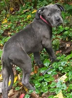Nova, a female American Pit Bull Terrier and Cane Corso for sale in Rochester, NY – 4 of 4