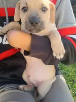Blacknose Male, a male Bullmastiff and American Pit Bull Terrier for sale in Rochester, NY – 1 of 5