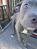 Kano, a male American Pit Bull Terrier and Cane Corso for sale in Rochester, NY – 7 of 7