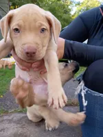 Rednose Male, a male Bullmastiff and American Pit Bull Terrier for sale in Rochester, NY – 3 of 4