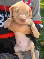 Rednose Male, a male Bullmastiff and American Pit Bull Terrier for sale in Rochester, NY – 1 of 4