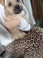 Blacknose Male, a male American Pit Bull Terrier and Labrador Retriever for sale in Rochester, NY – 8 of 9