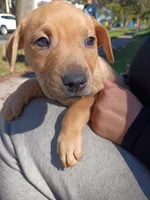 Blacknose Female, a female Bullmastiff and American Pit Bull Terrier for sale in Rochester, NY – 1 of 2