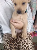Blacknose Male 3, a male American Pit Bull Terrier and Labrador Retriever for sale in Rochester, NY – 8 of 8