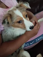 Cupcake, a female Australian Shepherd and Beagle for sale in Rochester, NY – 4 of 4
