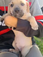 Blacknose Male, a male Bullmastiff and American Pit Bull Terrier for sale in Rochester, NY – 3 of 5
