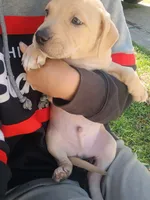 Blacknose Male 2, a male Bullmastiff and American Pit Bull Terrier for sale in Rochester, NY – 3 of 3