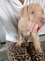 Rednose Male, a male American Pit Bull Terrier and Labrador Retriever for sale in Rochester, NY – 7 of 7
