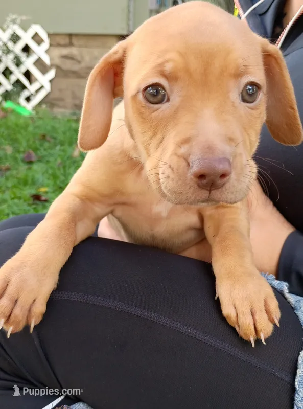 Rednose Female – Bullmastiff, American Pit Bull Terrier puppy for sale in Rochester, NY
