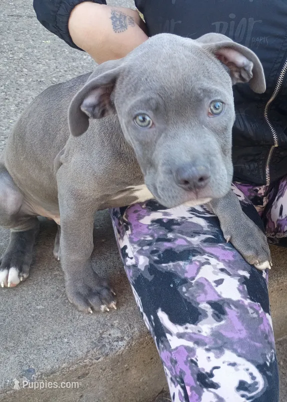 Kane – American Pit Bull Terrier, Cane Corso puppy for sale in Rochester, NY