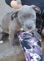 Kane, a male American Pit Bull Terrier and Cane Corso for sale in Rochester, NY – 1 of 4