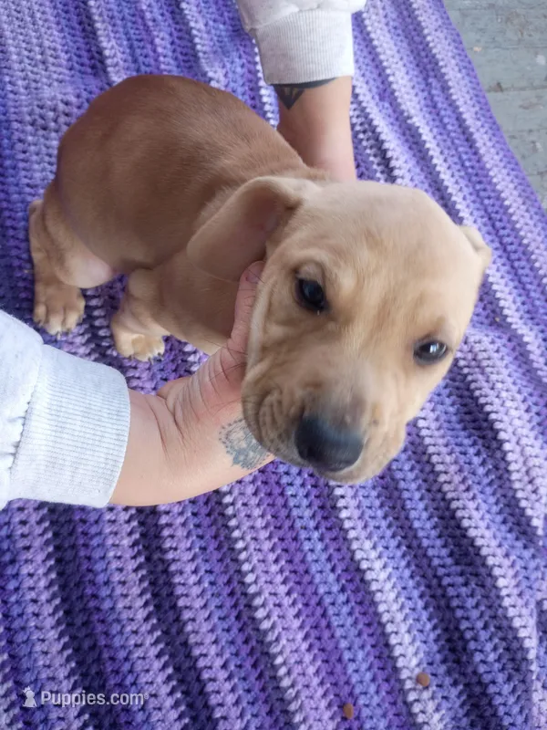 Blacknose Male 3 – American Pit Bull Terrier, Labrador Retriever puppy for sale in Rochester, NY