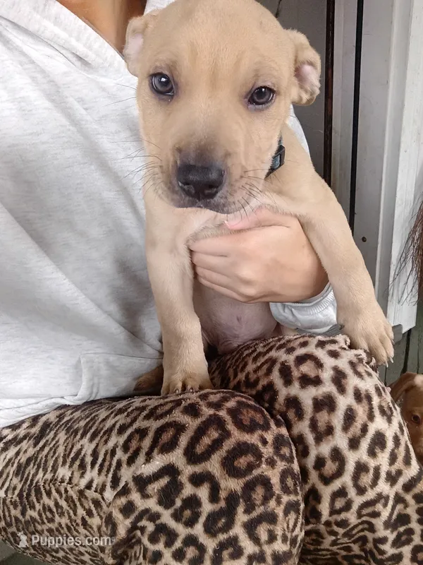 Blacknose Male 3 – American Pit Bull Terrier, Labrador Retriever puppy for sale in Rochester, NY