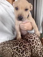 Blacknose Male 3, a male American Pit Bull Terrier and Labrador Retriever for sale in Rochester, NY – 1 of 8