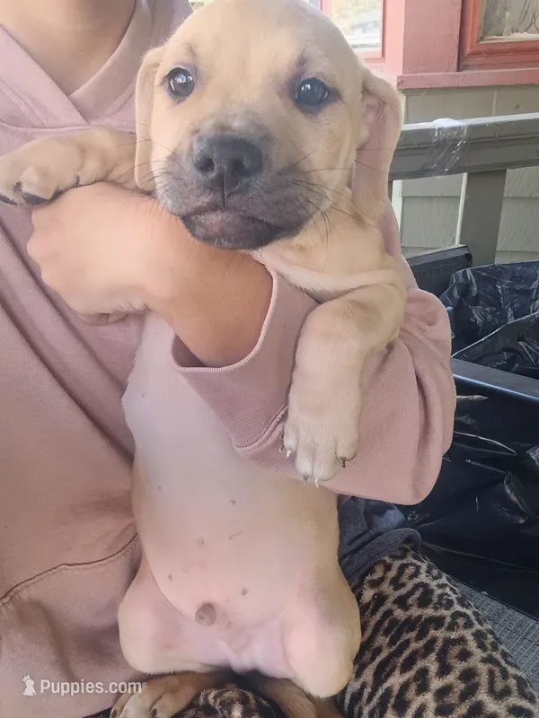 Blacknose Male – American Pit Bull Terrier, Labrador Retriever puppy for sale in Rochester, NY