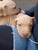 Rednose Male, a male Bullmastiff and American Pit Bull Terrier for sale in Rochester, NY – 4 of 4