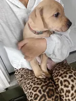 Blacknose Male 2, a male American Pit Bull Terrier and Labrador Retriever for sale in Rochester, NY – 7 of 7