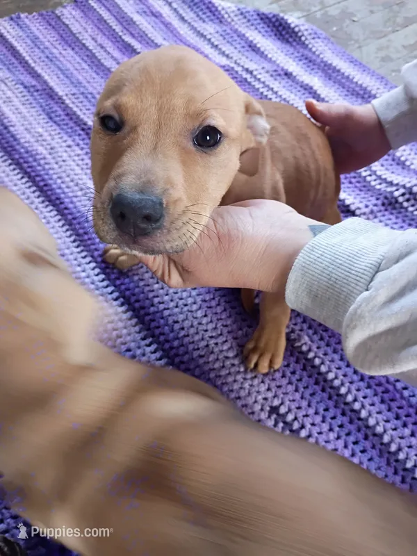 Blacknose Female – American Pit Bull Terrier, Labrador Retriever puppy for sale in Rochester, NY