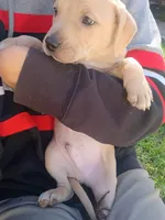Blacknose Male 2, a male Bullmastiff and American Pit Bull Terrier for sale in Rochester, NY – 2 of 3