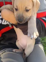 Blacknose Male, a male Bullmastiff and American Pit Bull Terrier for sale in Rochester, NY – 2 of 5