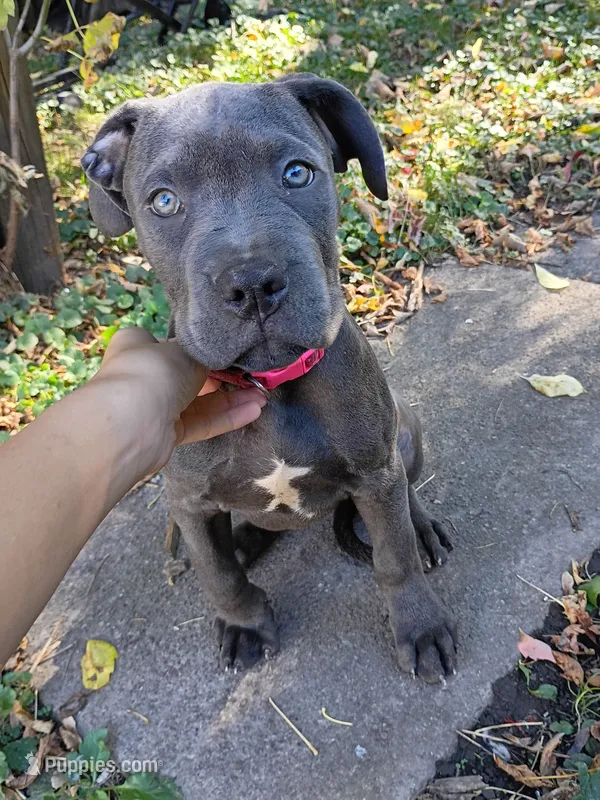 Nova – American Pit Bull Terrier, Cane Corso puppy for sale in Rochester, NY