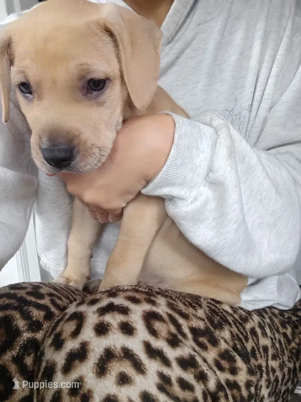 Blacknose Male 2 – American Pit Bull Terrier, Labrador Retriever puppy for sale in Rochester, NY