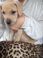 Blacknose Male 2, a male American Pit Bull Terrier and Labrador Retriever for sale in Rochester, NY – 1 of 7