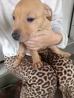 Blacknose Female, a female American Pit Bull Terrier and Labrador Retriever for sale in Rochester, NY – 4 of 6