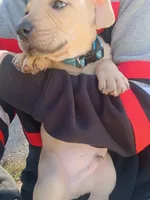 Blacknose Male 3, a male Bullmastiff and American Pit Bull Terrier for sale in Rochester, NY – 3 of 5