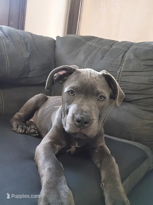 Nova – American Pit Bull Terrier, Cane Corso puppy for sale in Rochester, NY