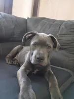 Nova, a female American Pit Bull Terrier and Cane Corso for sale in Rochester, NY – 1 of 4