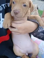 Rednose Female, a female Bullmastiff and American Pit Bull Terrier for sale in Rochester, NY – 3 of 4